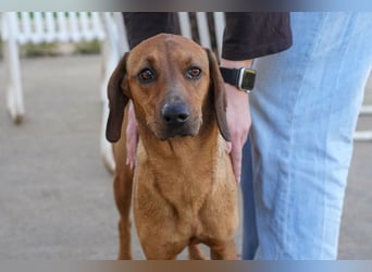 Familienhündin Luna sucht ein Zuhause