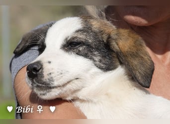 Update: Bibi  sucht ab Mitte November ein Zuhause