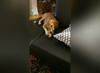 In der Südpfalz zu besuchen: Familienhündin Nellie sucht ihr Zuhause