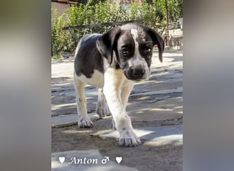 Ada,  Anton, Albert und Argos  suchen ab Mitte November ein Zuhause