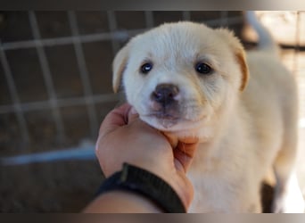 Unsere süßen Schneeflocken suchen ein Zuhause