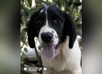 Ramon, Ralf, Randy, Ray und Raischa suchen ein Zuhause
