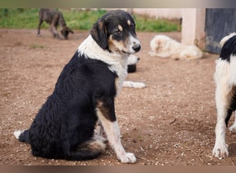 Doros, Dinos, Deri und Dex  suchen ein Zuhause