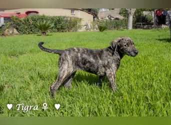 Peppito  und Tigra suchen ein Zuhause