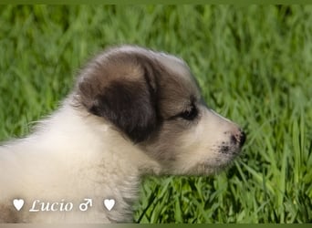Luise, Luigi, Lucio und Peppito suchen ein Zuhause