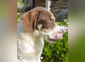 Arthur  und Argos  suchen ab Mitte November ein Zuhause