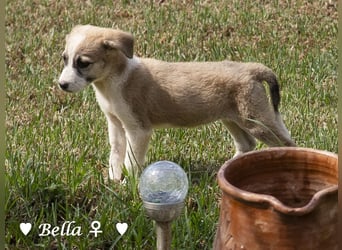 Barney, Bella, Bibi und Bina suchen ab Mitte November ein Zuhause