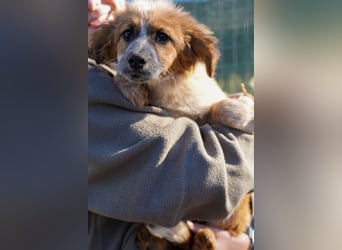 Elias, Evi, Elli und Eros suchen ab Ende März ein Zuhause