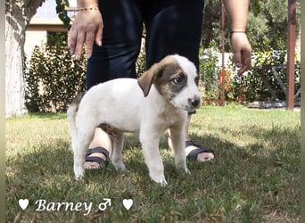 Barney, Bella, Bibi und Bina suchen ab Mitte November ein Zuhause