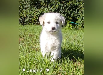 Luise, Luigi, Lucio und Peppito suchen ein Zuhause