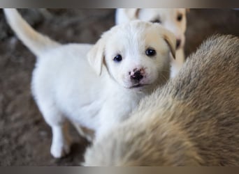 Unsere süßen Schneeflocken suchen ein Zuhause