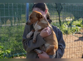 Elias, Evi, Elli und Eros suchen ab Ende März ein Zuhause