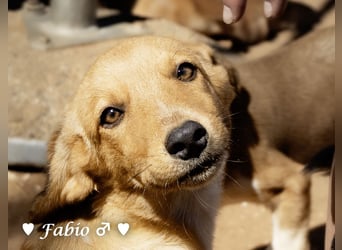 Farah,  Felina und Fabio   suchen ein Zuhause
