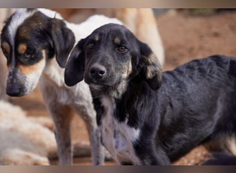 Doros, Dinos, Deri und Dex  suchen ein Zuhause