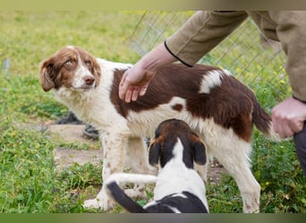 Darios sucht ein Zuhause