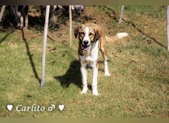 Carlito, Scippy und Kea auf der Suche nach ihrer Familie
