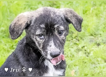 Ira, Iris und Izzy suchen ab Januar ein Zuhause