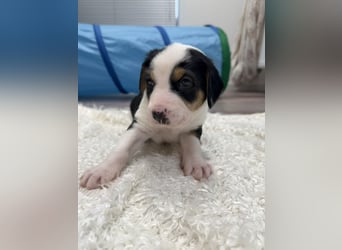 Im Westerwald zu besuchen: Zehn kleine Leben suchen ihr Für-immer-Zuhause