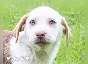 Ira, Iris und Izzy suchen ab Januar ein Zuhause