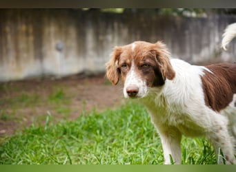 Darios sucht ein Zuhause