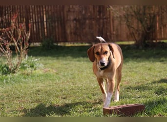 Verschmuste Familienhündin Nellie sucht ihr Zuhause - In der Südpfalz zu besuchen