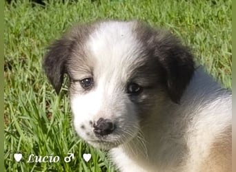 Luise, Luigi, Lucio und Peppito suchen ein Zuhause
