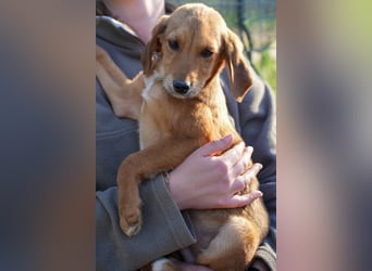 Elias, Evi, Elli und Eros suchen ab Ende März ein Zuhause