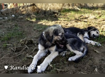 Welpe Randie und ihre Geschwister suchen ein Zuhause