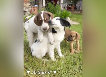 Arthur  und Argos  suchen ab Mitte November ein Zuhause