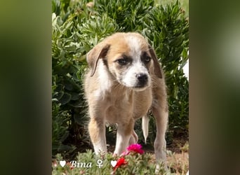 Barney, Bella, Bibi und Bina suchen ab Mitte November ein Zuhause