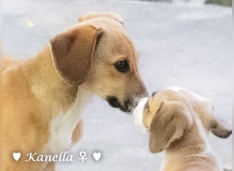 Kanella  sucht ein  Zuhause