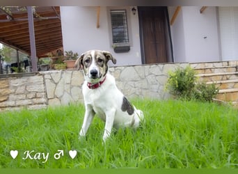 Kea  und Kay auf der Suche nach ihrer Familie
