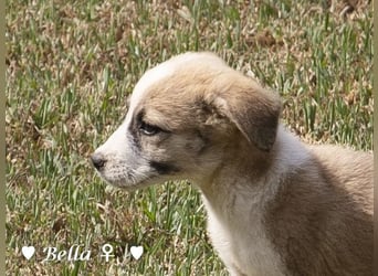 Barney, Bella, Bibi und Bina suchen ab Mitte November ein Zuhause