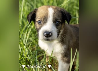 Der kleine Marlon sucht ein Zuhause (zur Pflege in SH)