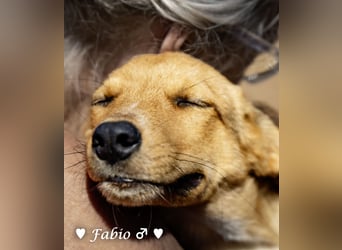 Farah,  Felina und Fabio   suchen ein Zuhause