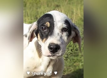 Sparky  sucht ein Zuhause