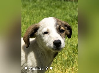 Bacardi, Biala, Babette und Bizou suchen ab August ihr Zuhause