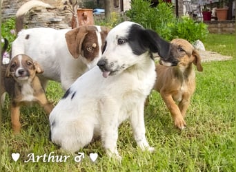 Arthur  und Argos  suchen ab Mitte November ein Zuhause