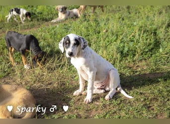 Sparky  sucht ein Zuhause