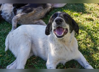 Dora, Darios, Dakis und Damon suchen ein Zuhause