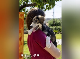 Update: Mischlingswelpen Bado, Bizou, Bilka  und Biala suchen ein Zuhause