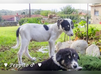 Update: Peppito  und Prince  suchen ein Zuhause