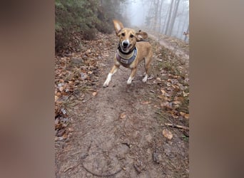 Verschmuste Familienhündin Nellie sucht ihr Zuhause - In der Südpfalz zu besuchen
