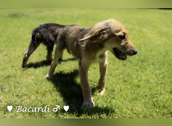 Bacardi, Biala, Babette und Bizou suchen ab August ihr Zuhause