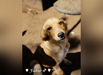 Farah,  Felina und Fabio   suchen ein Zuhause