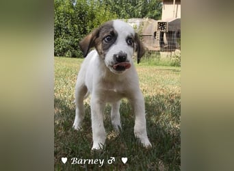 Barney, Bella, Bibi und Bina suchen ab Mitte November ein Zuhause