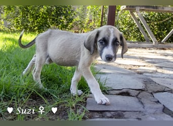 Suzi und Smila   suchen ein Zuhause
