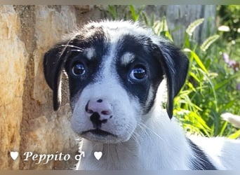 Peppito sucht ein Zuhause