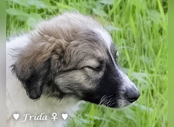 Felicita, Felix, Flori, Fanny, Frida und Fine suchen ab Ende Dezember ein Zuhause