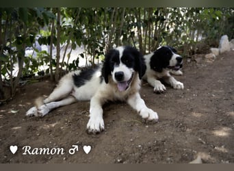 Ramon, Ralf, Randy, Ray und Raischa suchen ein Zuhause